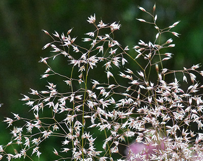 Sandfrauchen, Lieblingspflanzen im September